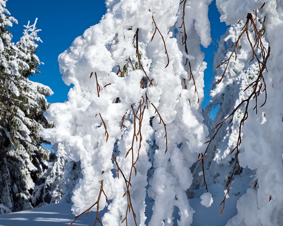 photography of trees cover by snow, winter, branch, branches HD wallpaper