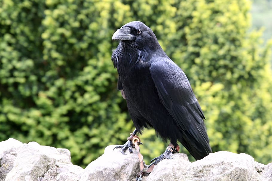 black small beak on top of white rock during daytime, animal, HD wallpaper