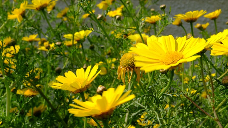 flowers, daisies, yellow, spring, garden, nature, summer, plant HD wallpaper