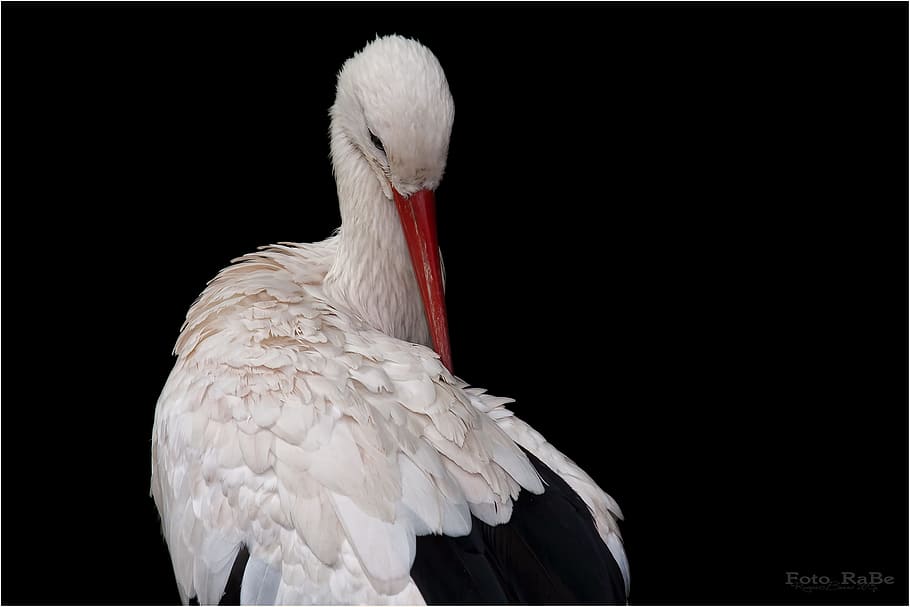 white ibis, stork, bird, storks, white stork, germany, rattle stork HD wallpaper