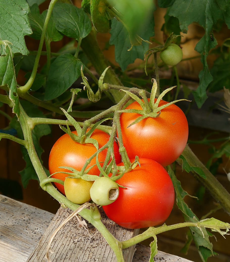 tomatoes, garden, vegetables, food, freshness, organic, agriculture HD wallpaper