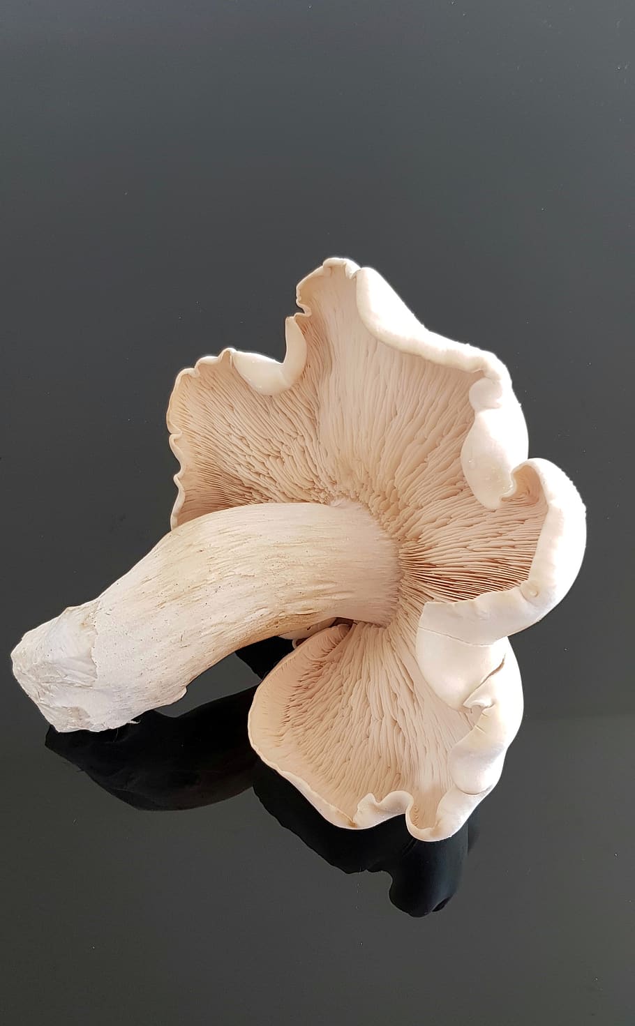 large, wild, mushroom, fungus, desktop, fresh, tropical, studio shot, HD wallpaper