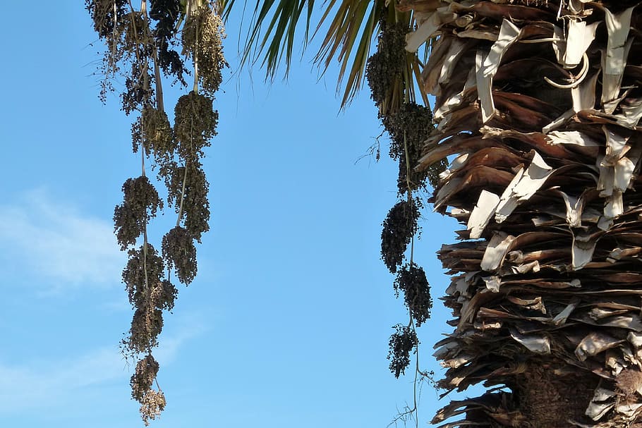 palm, fruit, withered, nature, close-up, sky, tree, plant, desert HD wallpaper