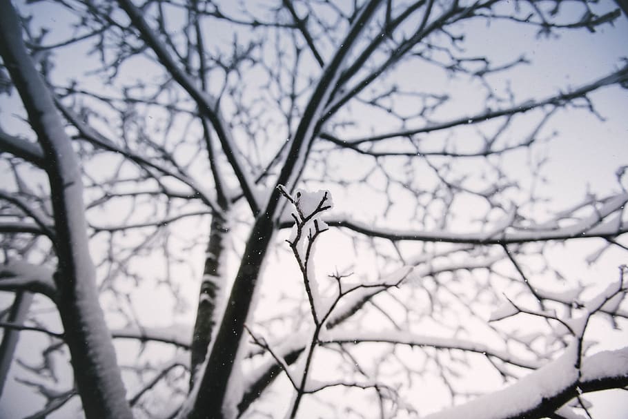 branch, twig, sparse, dull, thinning, tree, plant, bare tree HD wallpaper