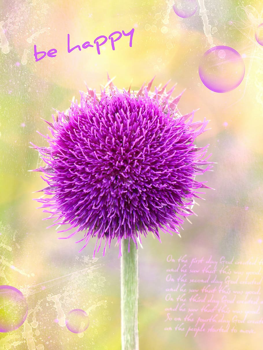 spiny thistle, globe thistle, purple, greeting card, font, nature HD wallpaper