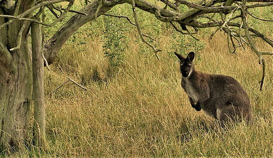 nature, mammal, grass, wildlife, tree, outdoors, animal, kangaroo HD wallpaper