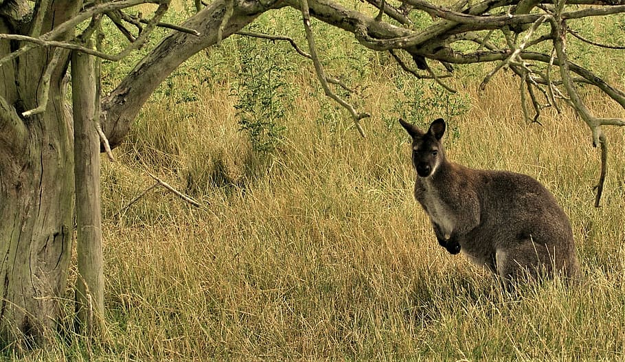 nature, mammal, grass, wildlife, tree, outdoors, animal, kangaroo HD wallpaper