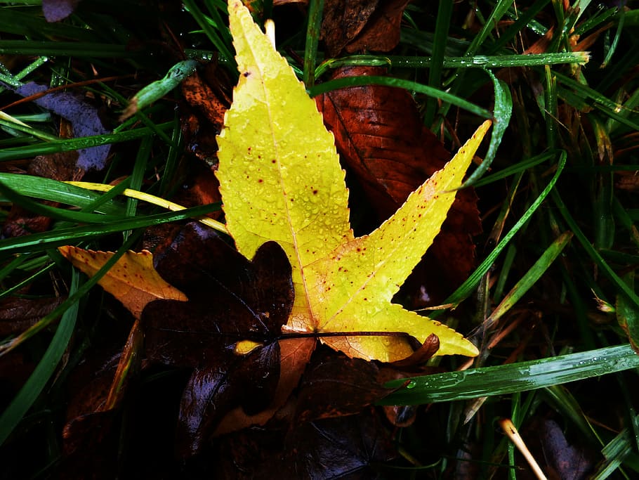 grass, sheet, foliage, autumn, autumn leaves, yellow, colors HD wallpaper