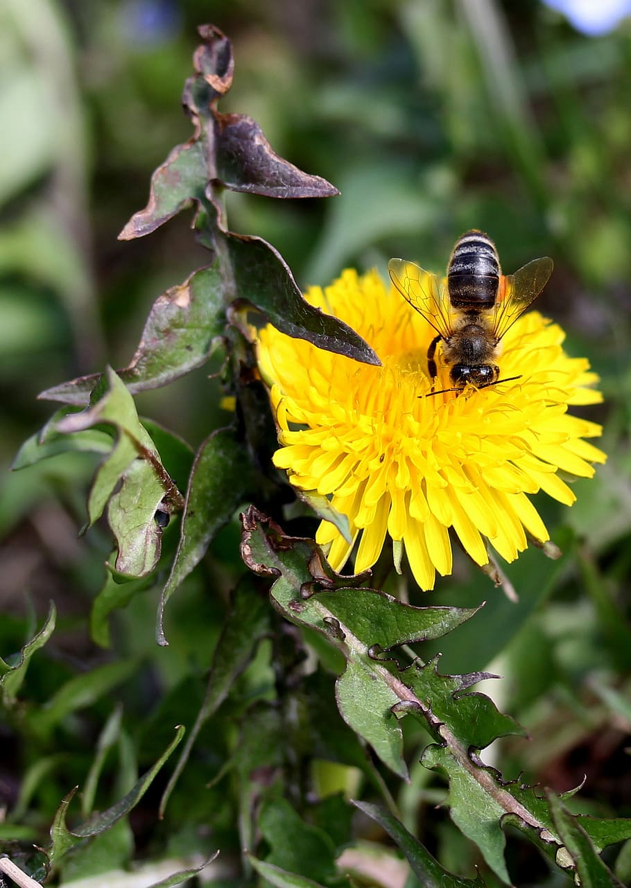 dandelion, bee, yellow, pollen, insecta, diligent, flower, nature HD wallpaper