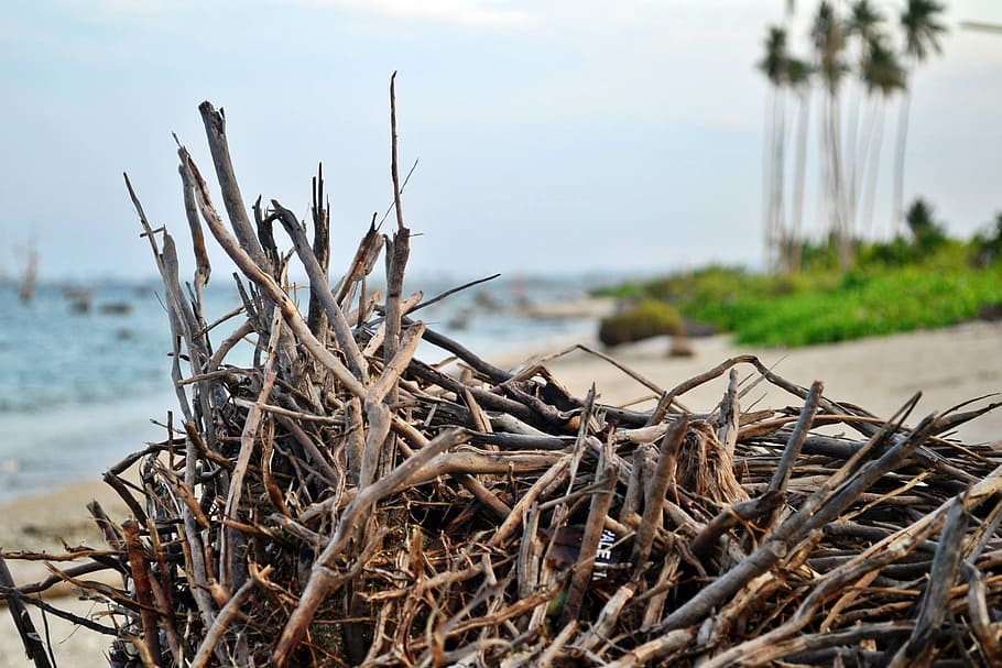 twig, ocean, tree, outdoor, travel, shore, plant, water, nature HD wallpaper