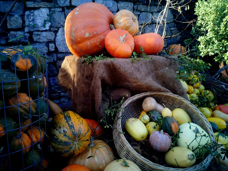 pumpkins, squash, cucurbits, plants, fruits, botanic garden HD wallpaper