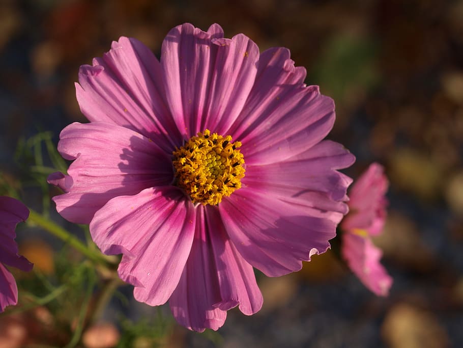 aster, flower, bloom, flowering plant, freshness, beauty in nature HD wallpaper