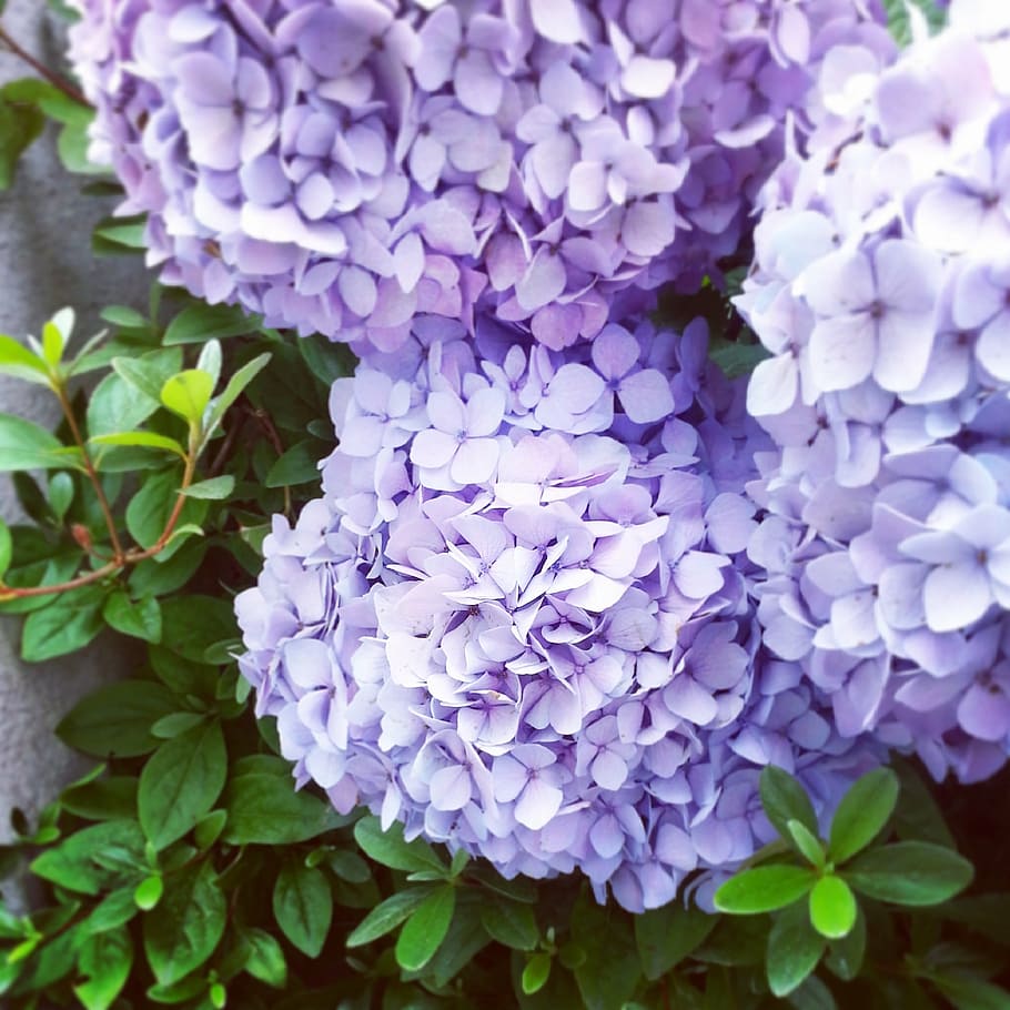 hydrangea, pool, grass, nature, flowers, purple, growth, beauty in nature HD wallpaper