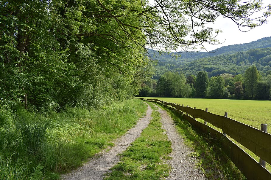away, nature, trees, landscape, trail, plant, tranquil scene HD wallpaper