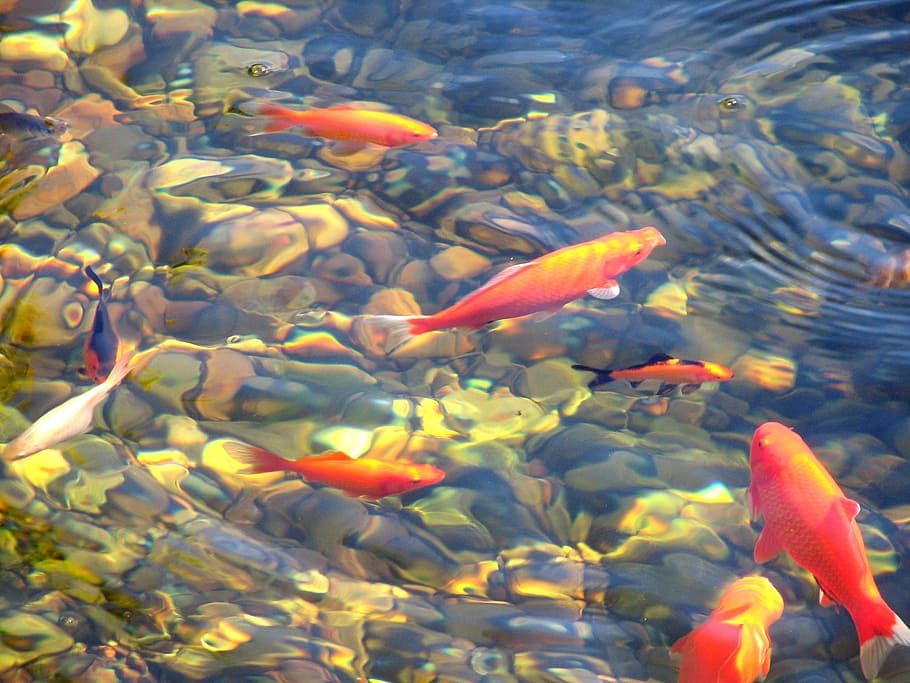 school of fish in the calm body of water during daytime, koi