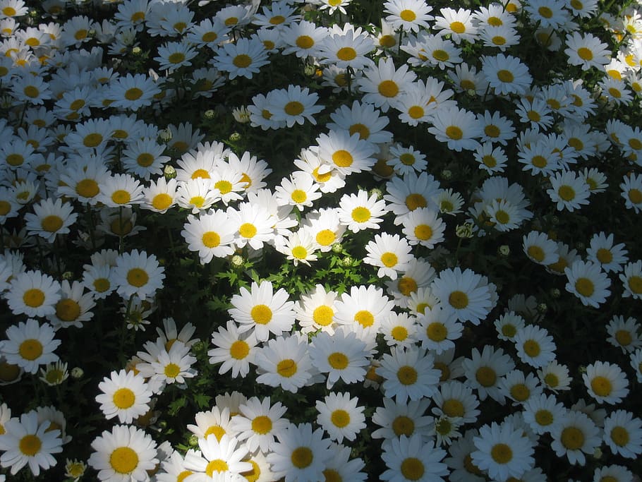 daisy margaret, light, shadow, sun, one side, flower garden HD wallpaper