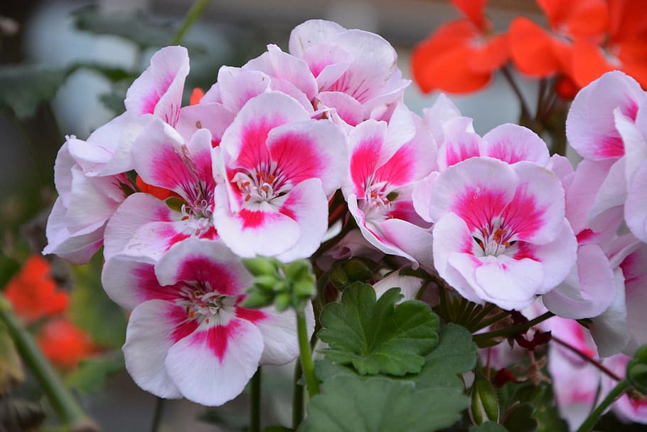 HD wallpaper: geranium, pink, rose geranium, flower, nature, rose ...