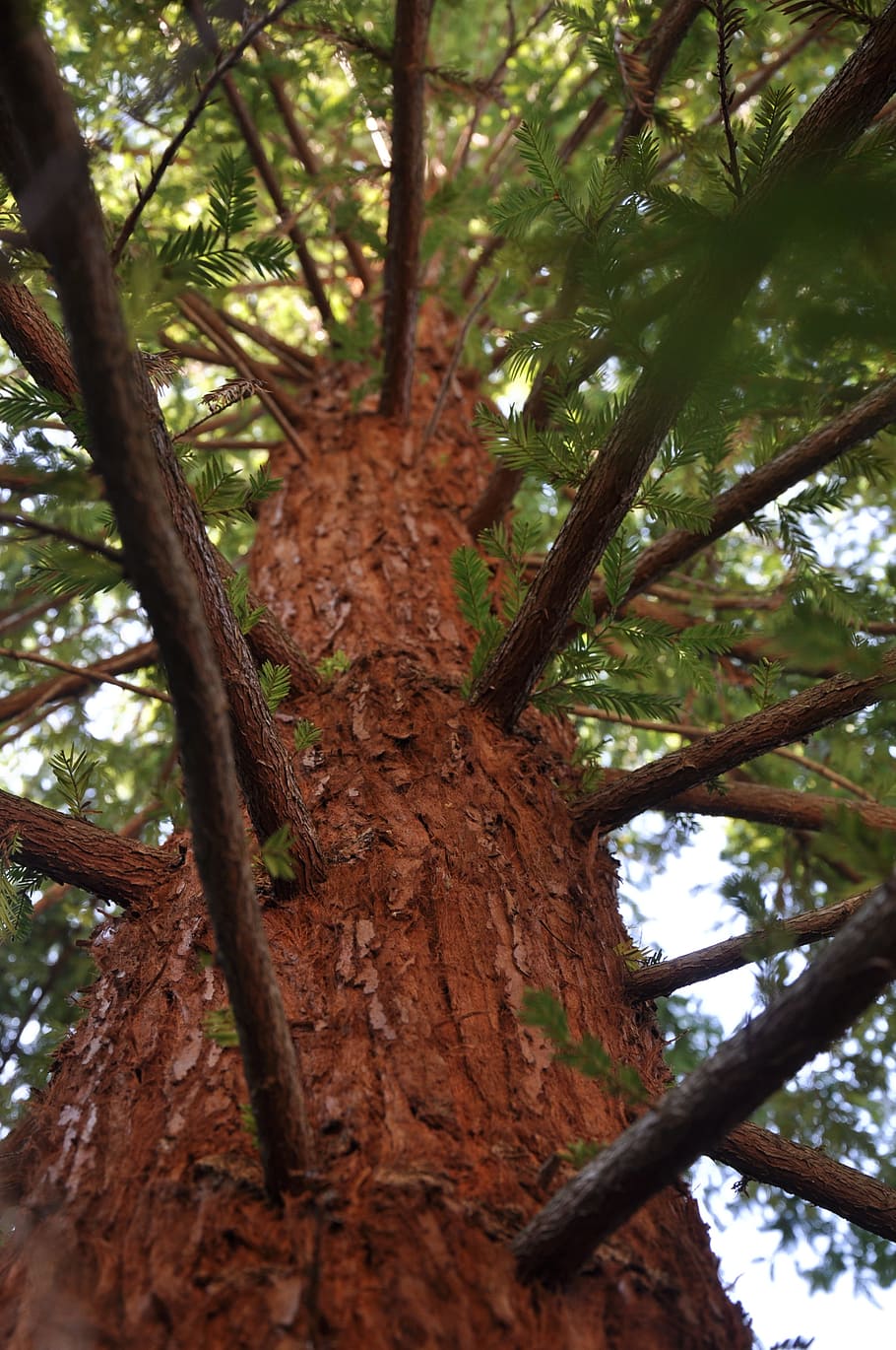 Mammoth, Pine, Arboretum, Summer, mammoth pine, tree, nature HD wallpaper