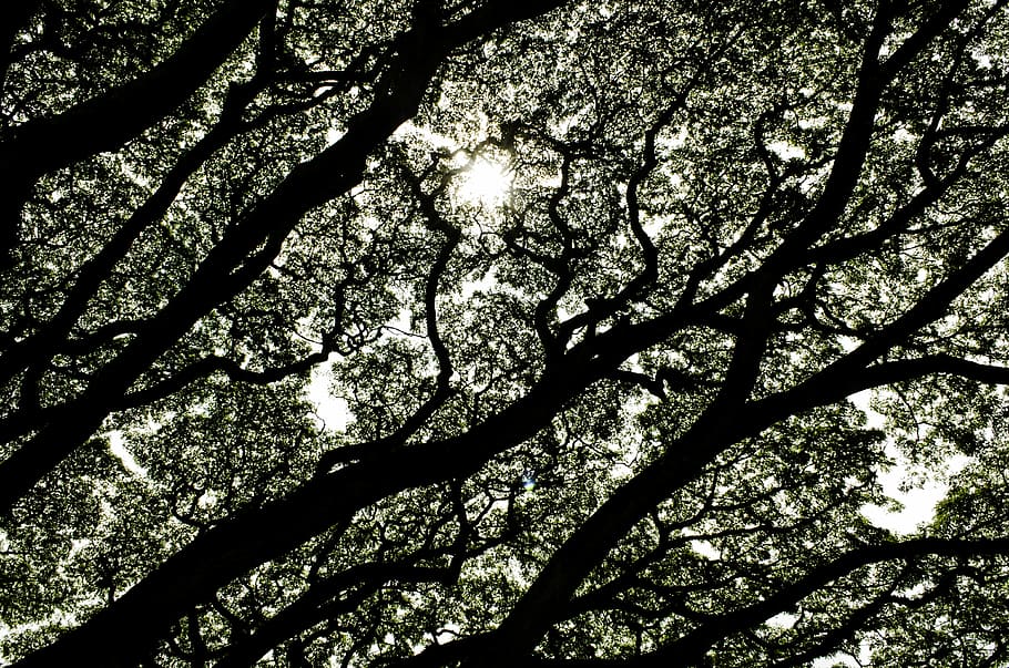 trees, contrast, sky, plant, nature, sunlight, beauty in nature HD wallpaper