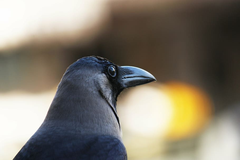 crow, house-crow, gre-necked, corvus splendens, bird, fauna HD wallpaper