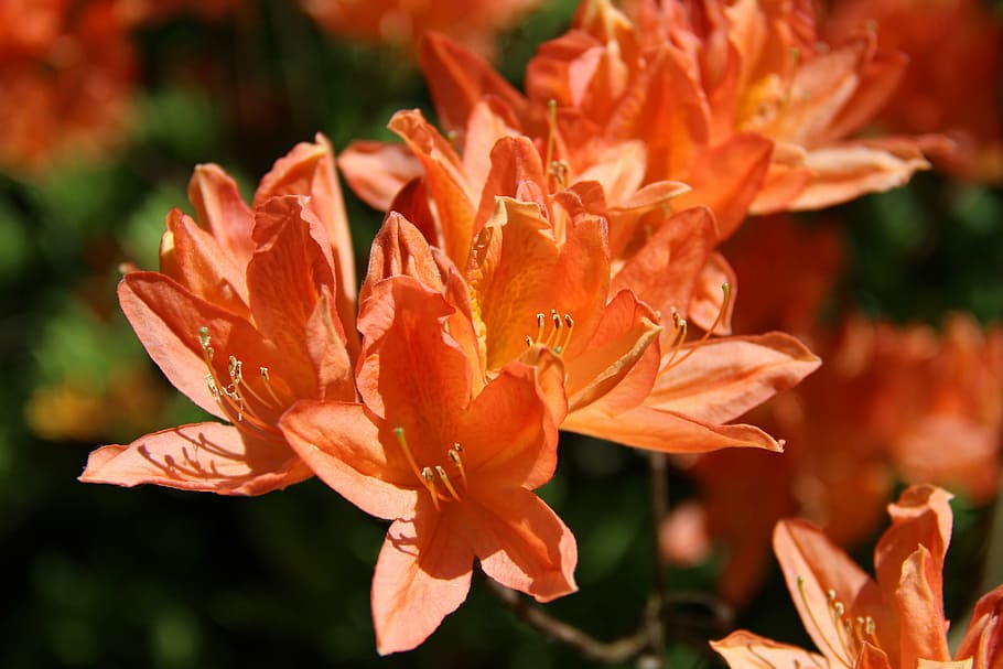 rhododendron, flower, spring, flowering plant, beauty in nature HD wallpaper