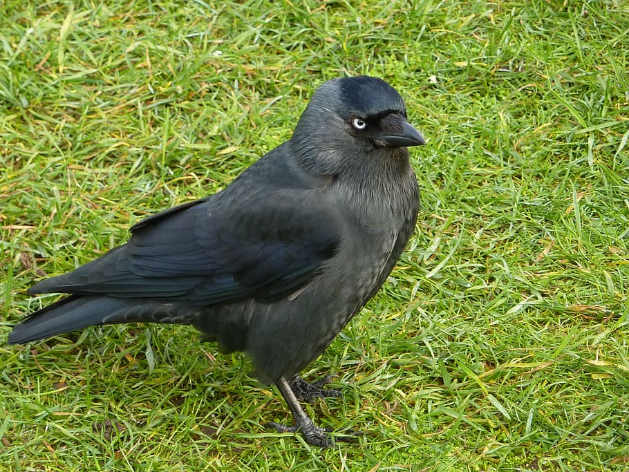 jackdaw, bird, black, wild, grass, vertebrate, animal themes HD wallpaper