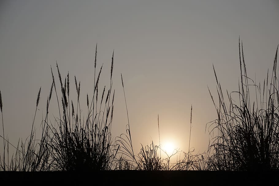 sunset, reed, lonely, sky, plant, silhouette, tranquility, beauty in nature HD wallpaper