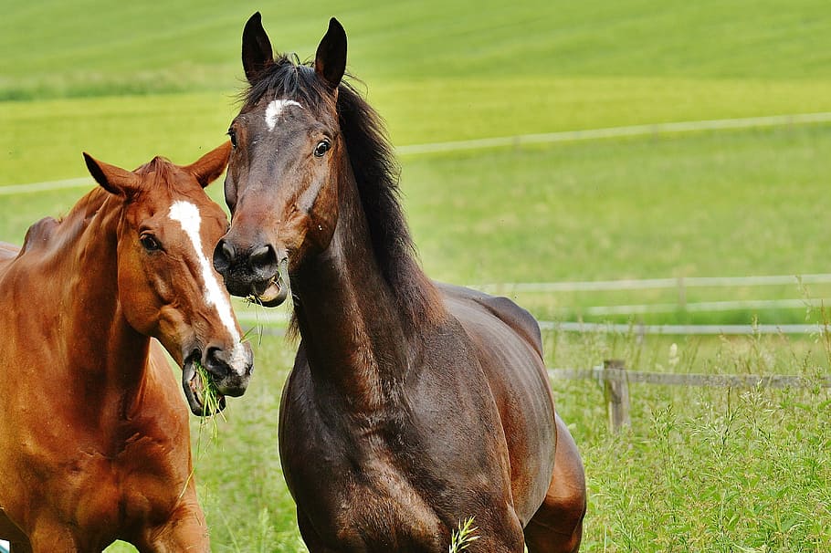 horses, for two, coupling, stallion, eat, paddock, brown, meadow HD wallpaper