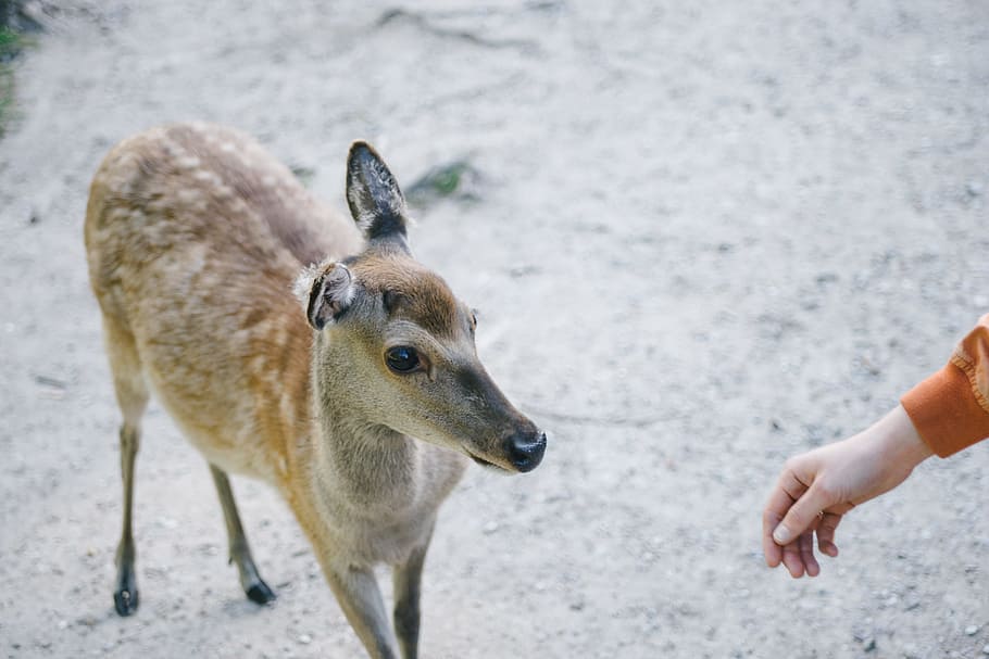 A deer, animals, nature, wildlife, outdoors, mammal, animal themes HD wallpaper
