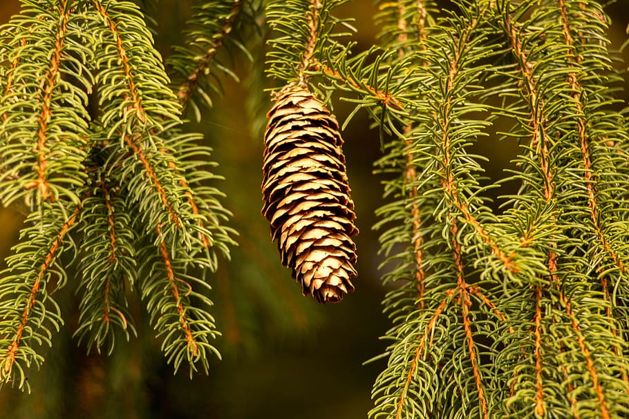 Pine Cones, Holly, Fir, Needles, Nature, green, tree, tap, forest, HD wallpaper