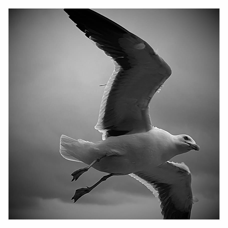 seagull, fly, bird, animal themes, spread wings, vertebrate HD wallpaper