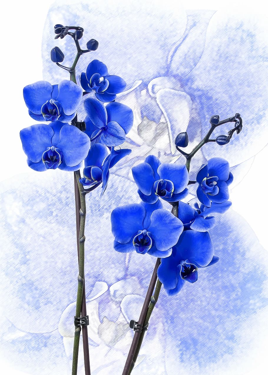 Hd Wallpaper Blue Orchid Flower Phalaenopsis Colored Blue Phalaenopsis Orchid Wallpaper Flare