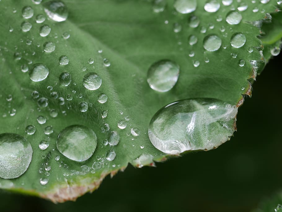plants, nature, macro, dew, water, leaf, green, outside, drop HD wallpaper