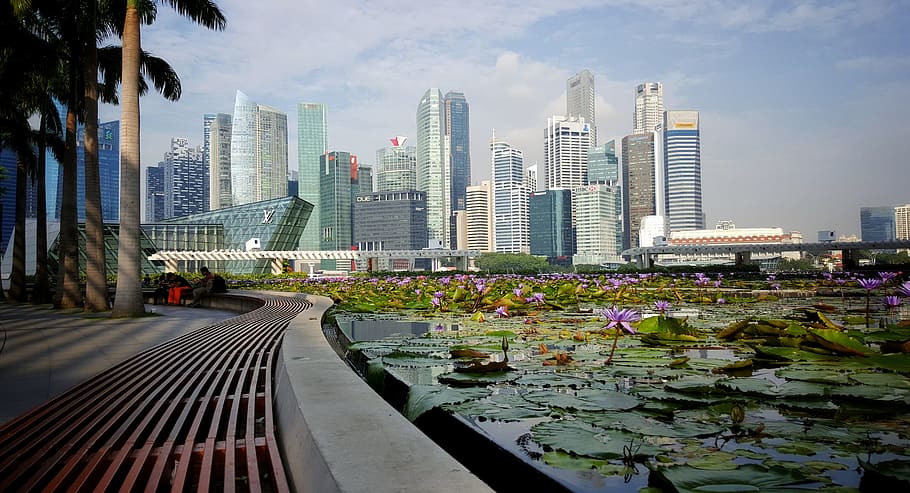 Singapore, City, Buildings, Skyscraper, lotus, green area, lotus flower, HD wallpaper