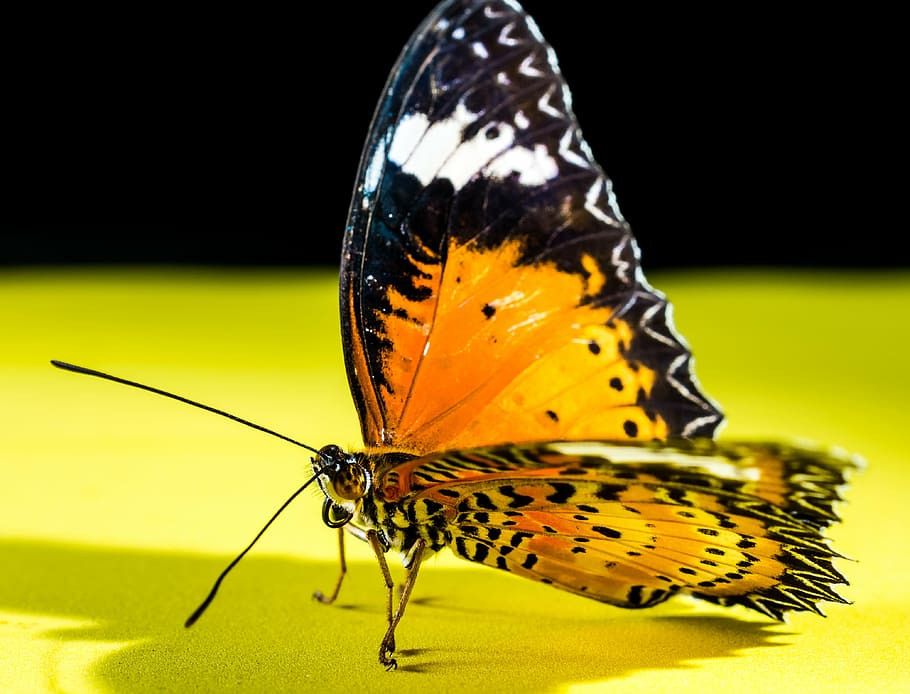butterfly, insect, butterfly - Insect, nature, animal, animal Wing HD wallpaper