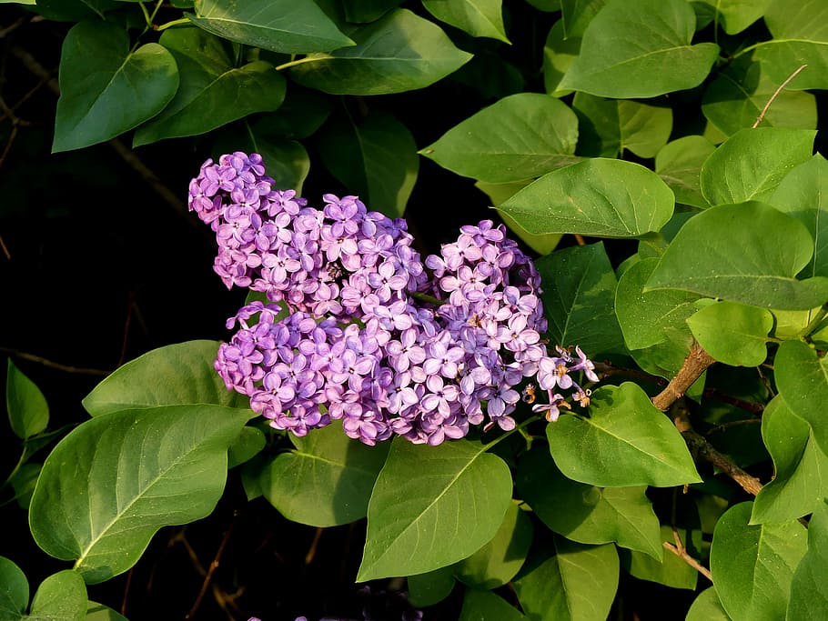 lilac, purple, spring, bush, nature, blossom, bloom, plant part HD wallpaper