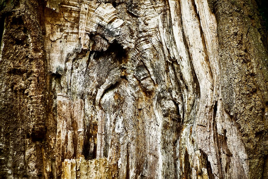 tree, tree bark, log, nature, tribe, wood, forest, structure HD wallpaper