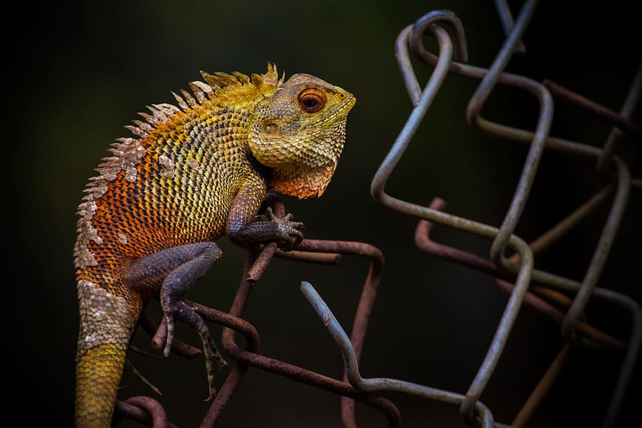 photo of green chameleon, brown bearded dragon on gray wire, yellow