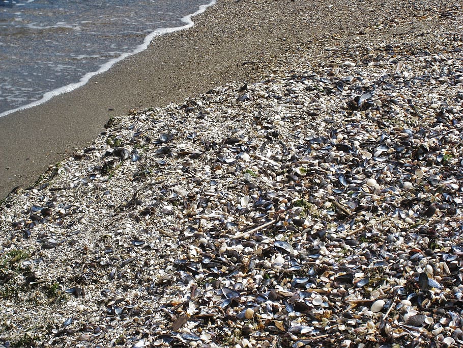 shell beach, mussels, baltic sea, baltic clams, shellfish mussels