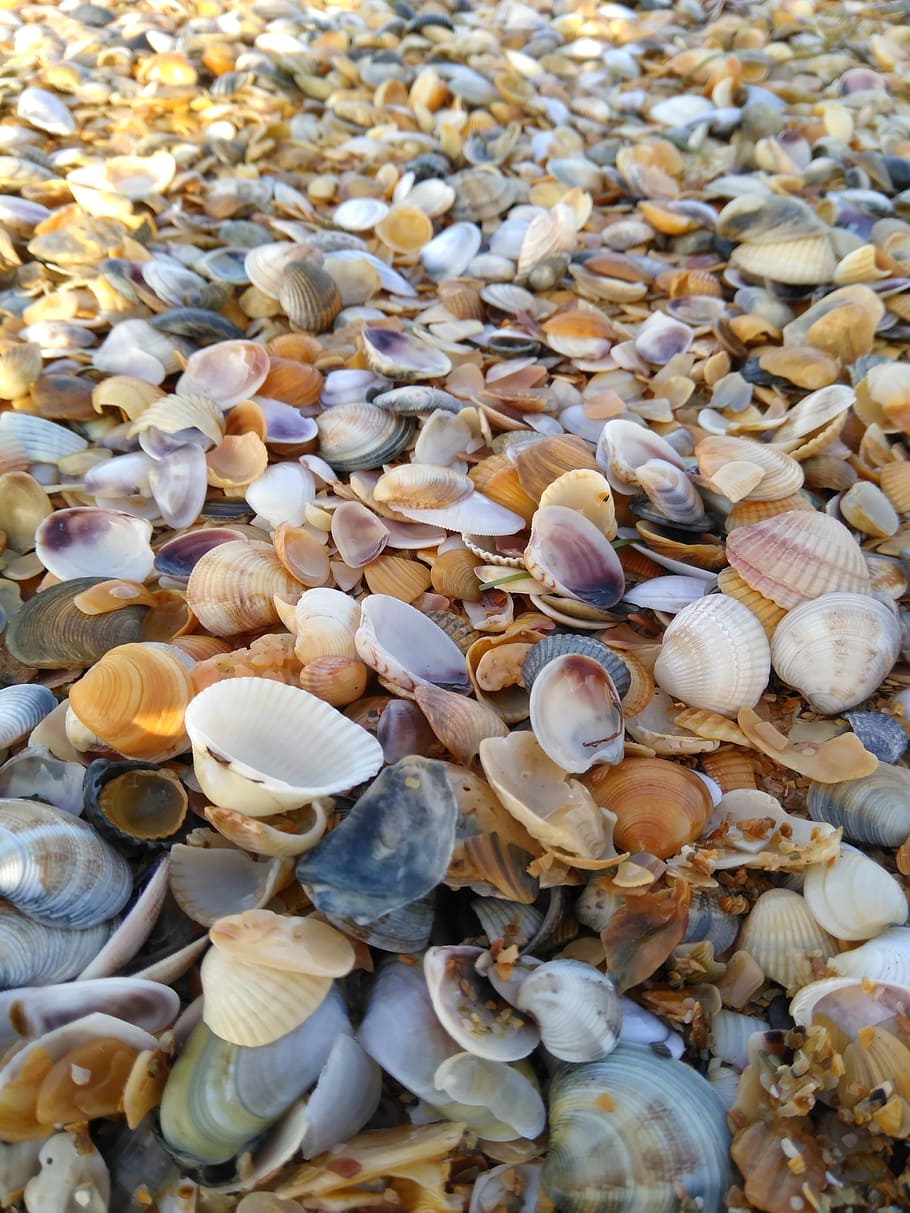 sea, storm, wave, shell, animal shell, seashell, backgrounds HD wallpaper