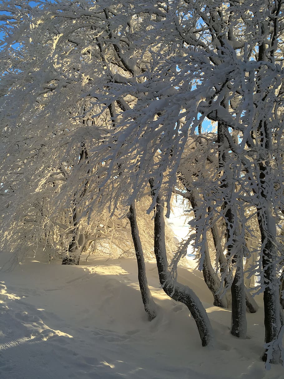 Winter, Snow, Forest, cold temperature, tree, nature, frozen HD wallpaper