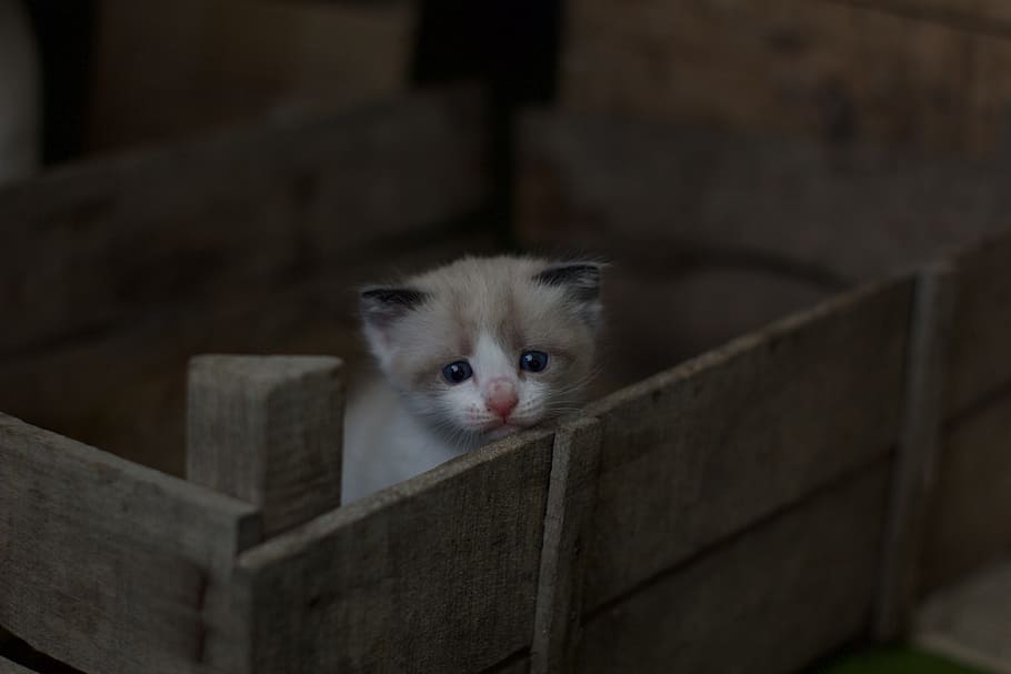 white and gray tabby kitten on brown wooden crate, white kitten in brown wooden crane HD wallpaper