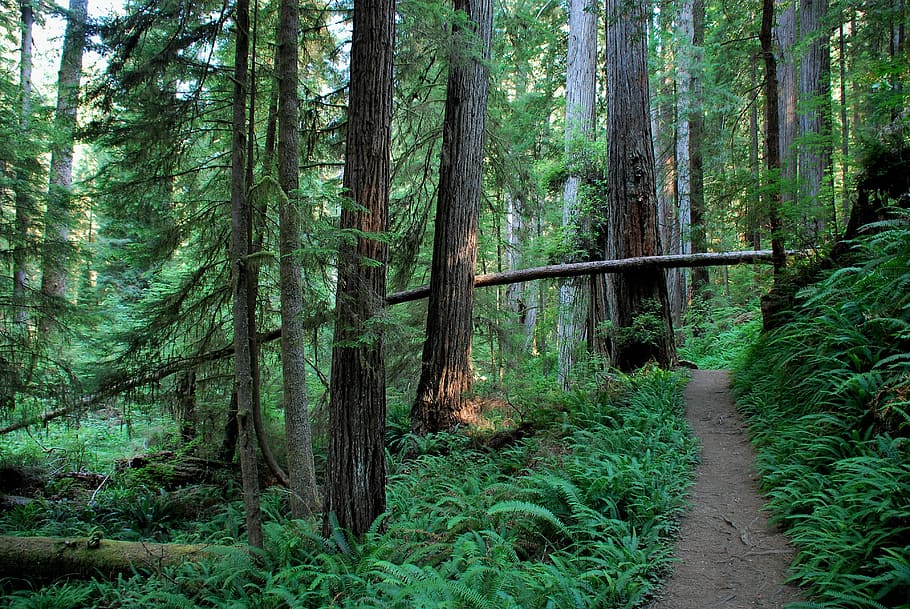 landscape photography of green forest trail, tree, nature, plant HD wallpaper
