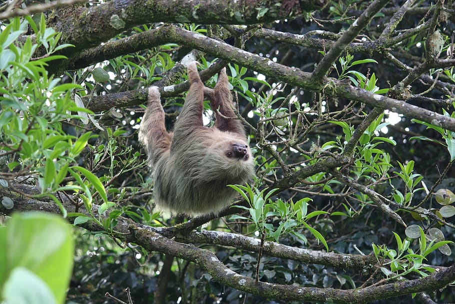 sloth, forest, trees, animal themes, plant, animals in the wild HD wallpaper