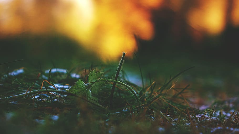close up photo of green leaf, selective focus filtered photography of green grass field HD wallpaper