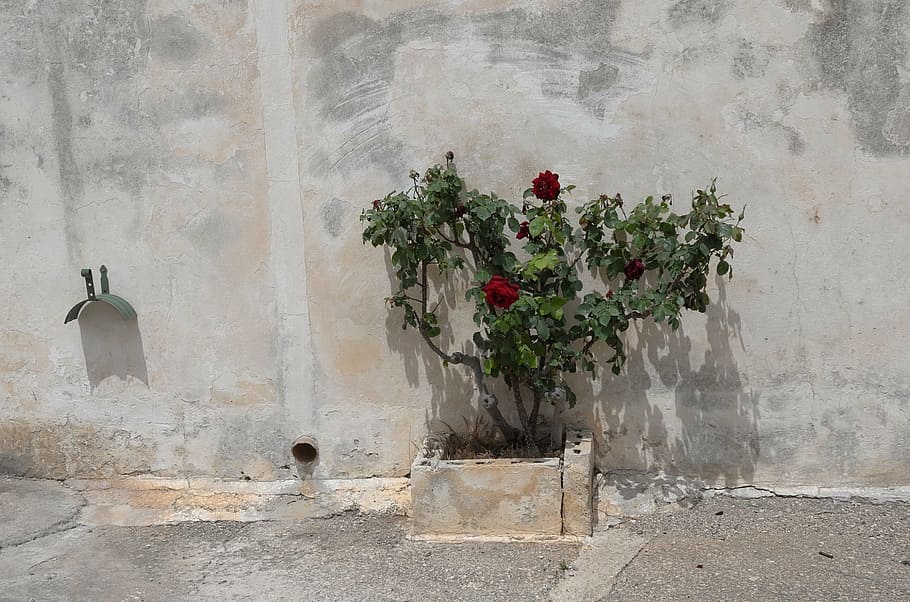 flowers, rose, red, plant, flowering plant, nature, no people HD wallpaper