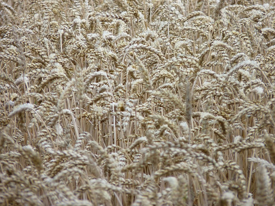 cornfield, spike, harvest, summer, cereals, dry, wheat, full frame HD wallpaper