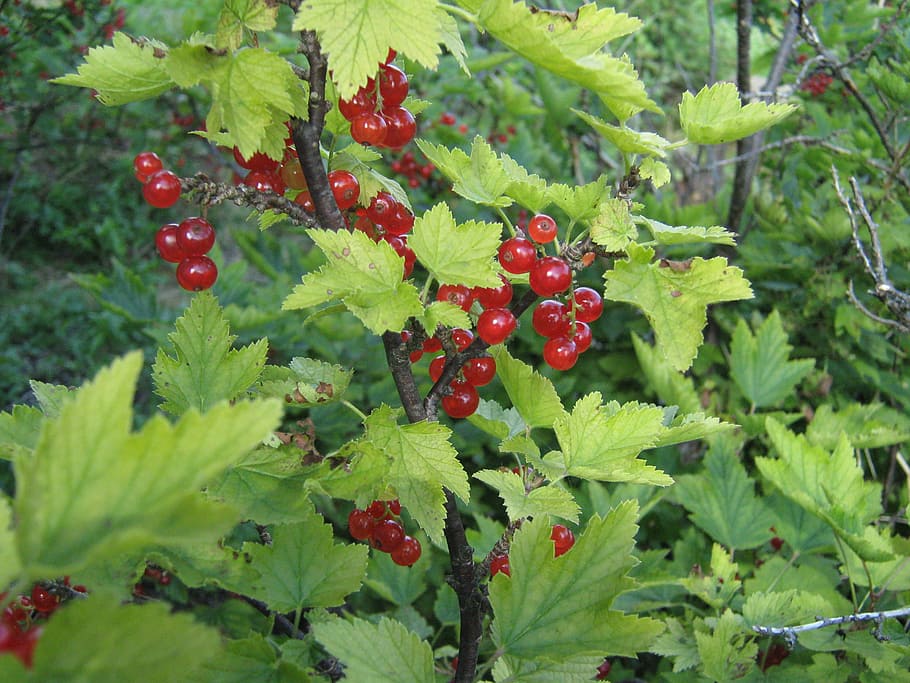 currant, plant, bush, the plot, food and drink, red, fruit HD wallpaper