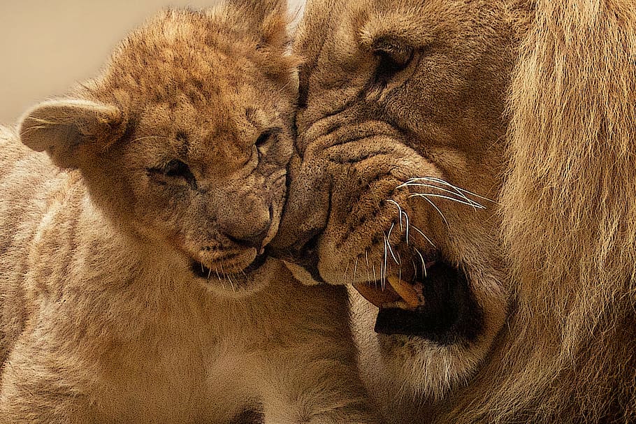 lion photo, animal, predator, big cat, wild, panthera leo, africa, HD wallpaper