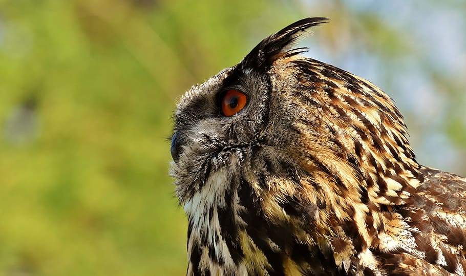 selective focus photo of brown and black eagle owl, bird, feather HD wallpaper